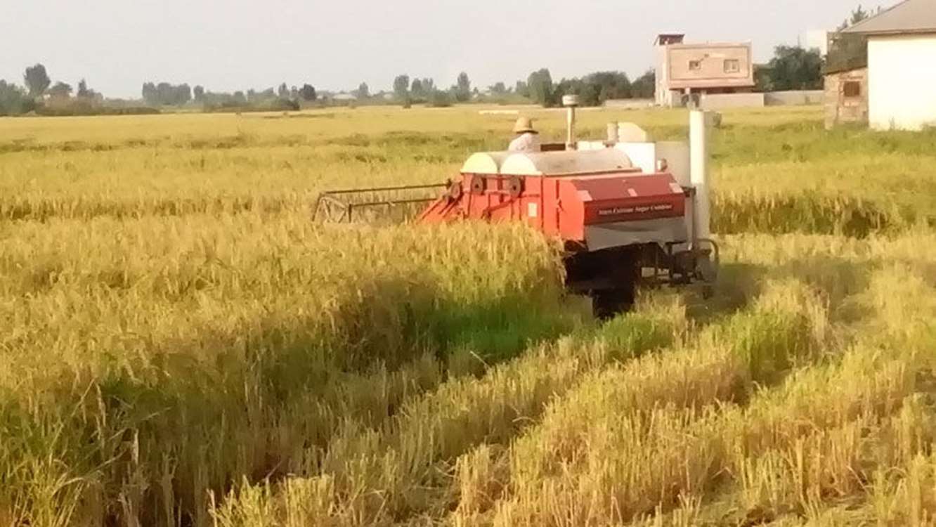 برداشت مکانیزه برنج